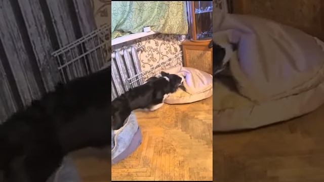 Два корги кардиган и новая лежанка