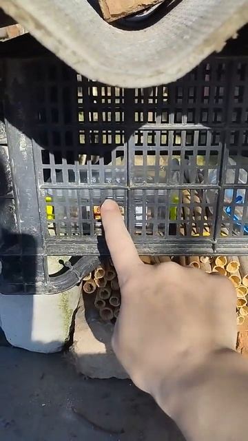 Осміі вдома #весна #сад #огород #пчёлы #рек #реки #репост смотреть онлайн