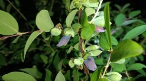 Моя обрезка жимолости ломает кусты от урожая.