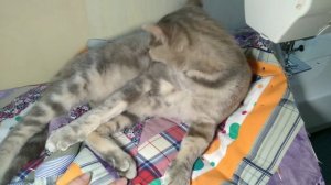 ШЬЮ в стиле ПЭЧВОРК / ЧЕХОЛ НА СТУЛ