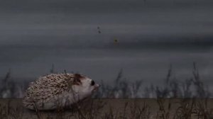 блоп топ первый сезон. (все серии)