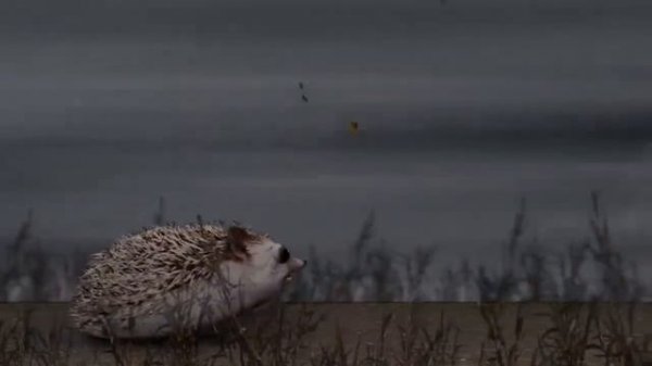 блоп топ первый сезон. (все серии)