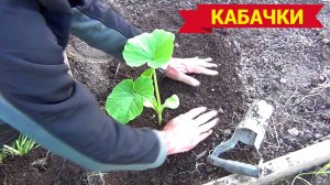 Посадка кабачков в открытый грунт. Что положить в лунку. Секретная добавка.