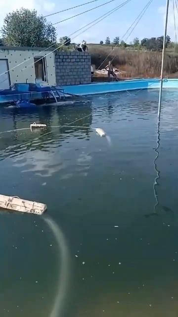 Откачка воды✔#помпаюг#мотопомпа# смотреть онлайн