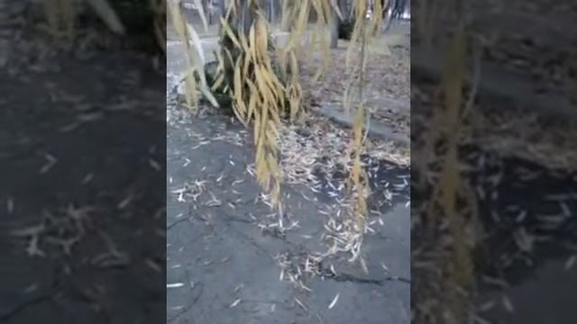 Александр Бражник музыка      Слова     НАДЕЖДА  АКИСОВА   