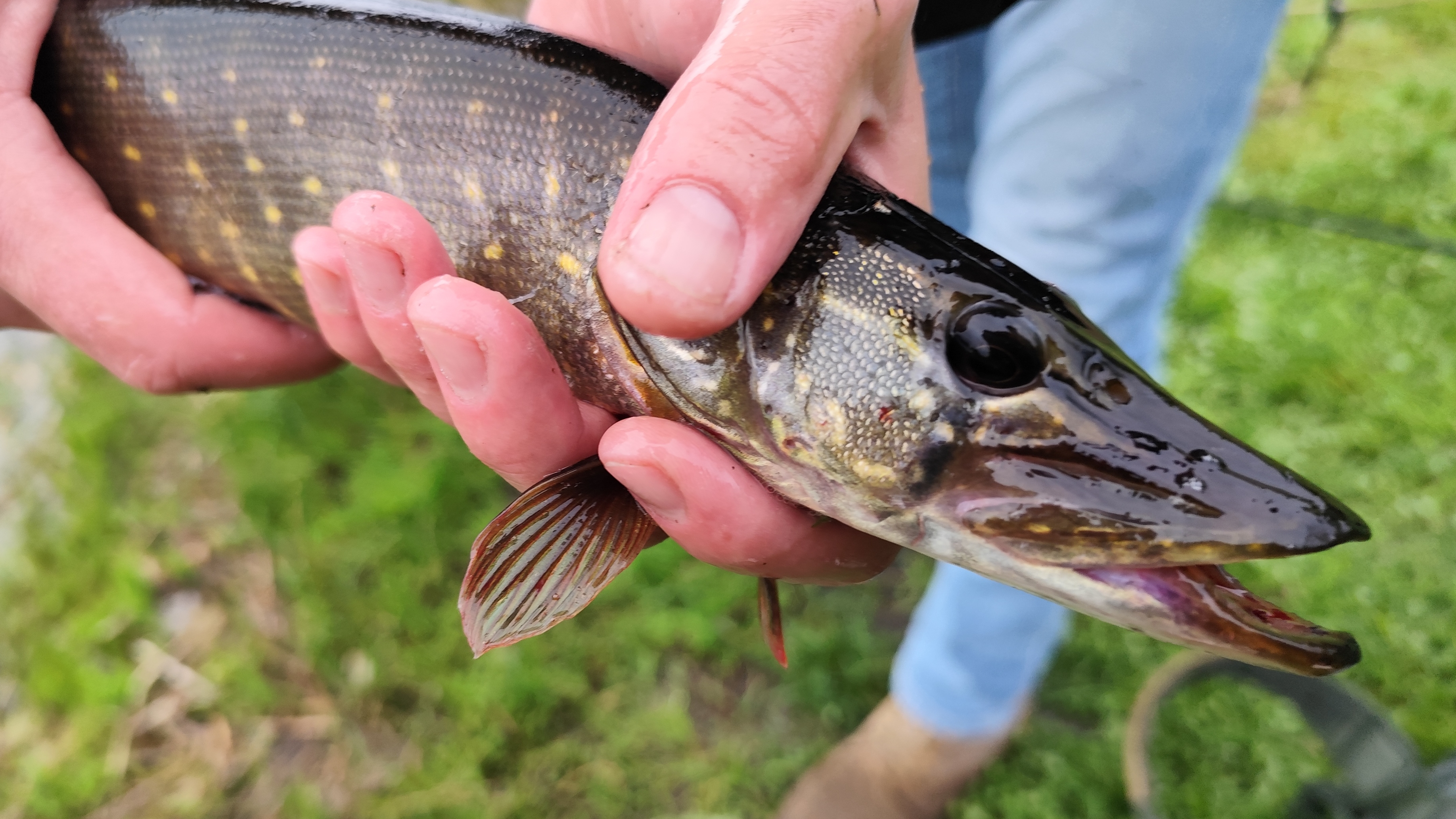 ГЕНЕРАЛЬСКАЯ ЩУКА!#хобби#рыбалка#fish#fishing#природа#отдых#рыба#shorts#красота