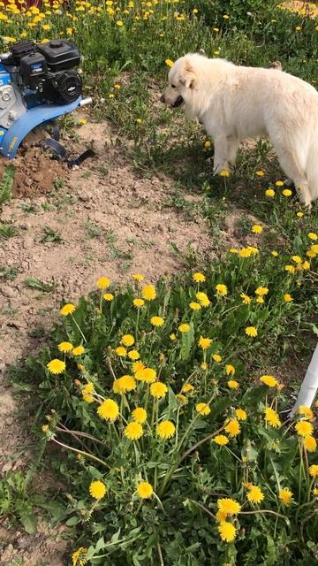 Пес Ричик первый раз видит как работает мотоблок смотреть онлайн