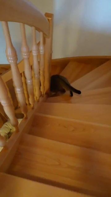 Алиса? Лестница волшебная?😸😸 смотреть онлайн