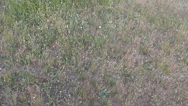 Вечерний коп с Александром. День 1. Металлоискатель но? смотреть онлайн