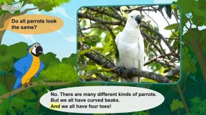Meet the Animals 37_ Parrot _ Level 2 _ By Little Fox