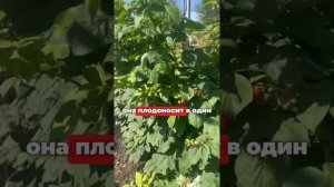 ОБЗОР СОРТА МАДЖЕСТИК