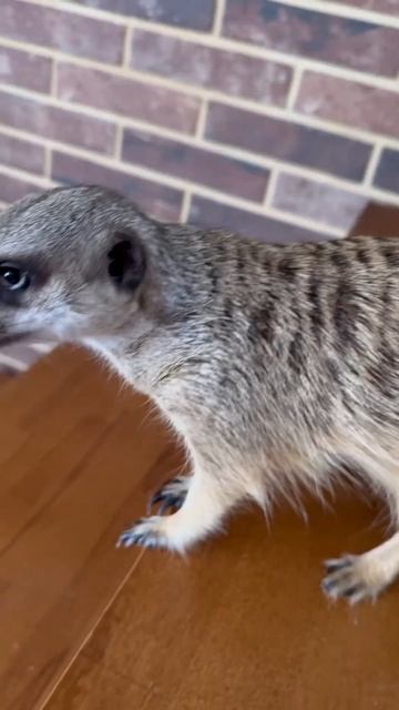 @Supermama_UA#сурикат #youtube見てね #смотридоконца #любовь #лест? смотреть онлайн