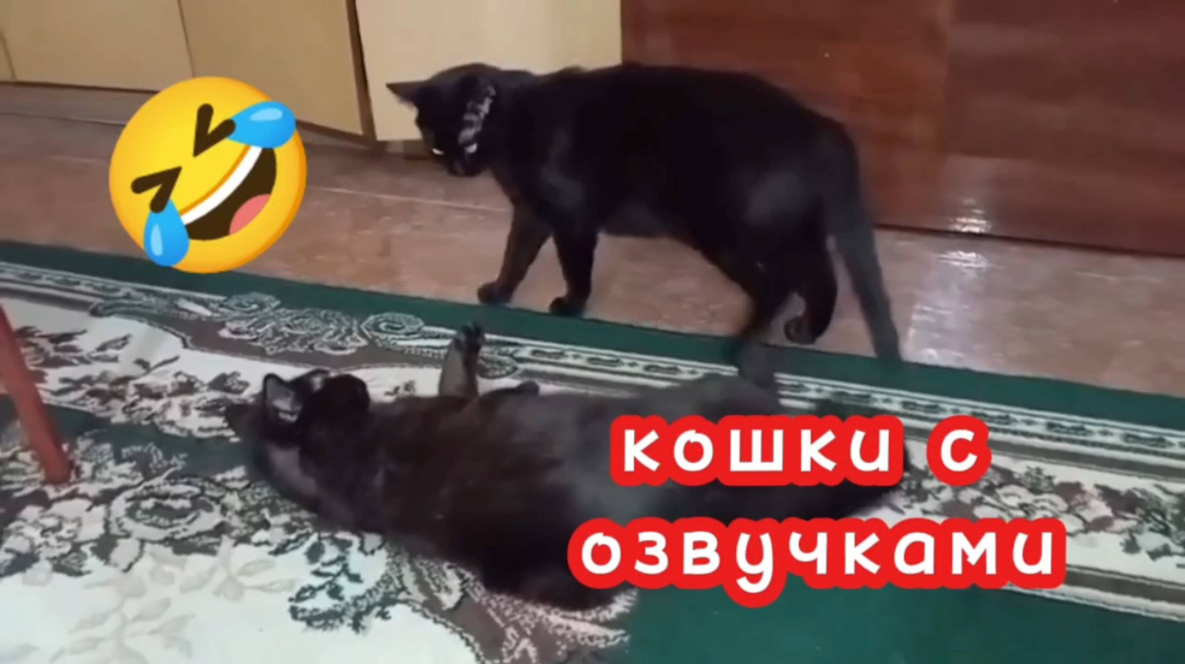Кошки с озвучкой. смотреть онлайн