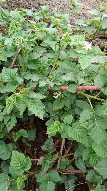 Трудолюбивая пчелка