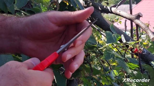 Секатор-ножиці SWORD, 200 мм "Red Cut" 35-20010 смотреть онлайн