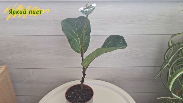 ФИКСУС Лирата и Эластика Белиз: реанимация, особеннос? смотреть онлайн