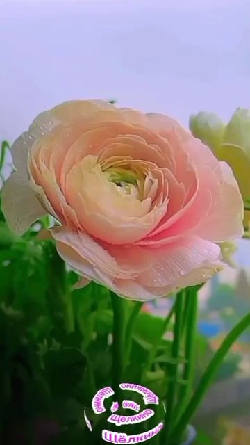 Доброе утро.Хорошего дня. ВидеОткрытки смотреть онлайн