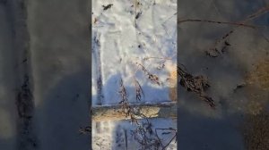 Аккумуляторная цепная пила yuansen