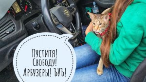 Треугольный кот уехал! Куры дружат Машу. Конкурсы для всех! Колтун раздора и драмы
