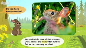Meet the Animals 40_ Cottontail Rabbit _ Level 2 _ By Little Fox