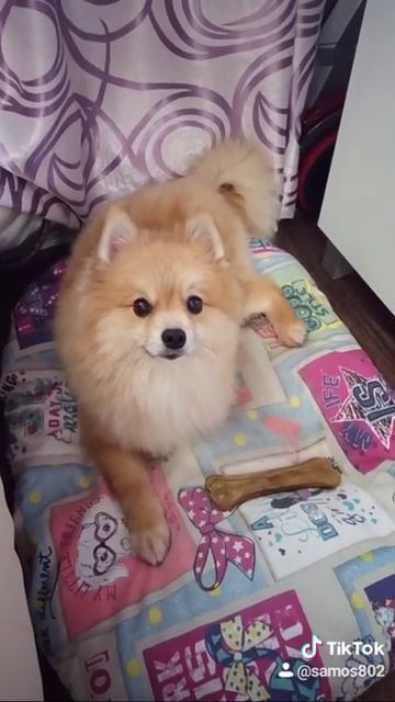 Шпиц красавчик!!! смотреть онлайн