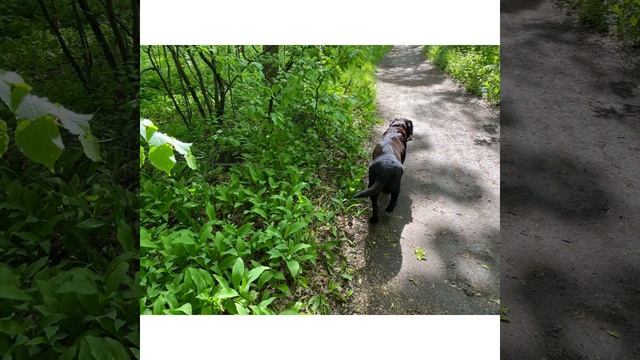 Мои питомцы: Лабрадор Тайсон: Прогулка в лесу/Кумысная Поляна/28.05.22 смотреть онлайн