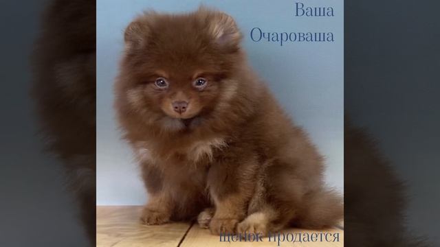 Дети Марьяши смотреть онлайн