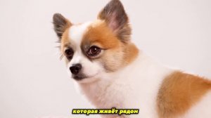 Топ 14 ЛУЧШИХ Пород Собак Для ПОЖИЛЫХ ЛЮДЕЙ!