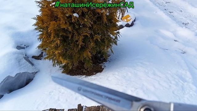 Обрезка Гортензии- какие СЕКАТОРЫ мы используем✂️ смотреть онлайн