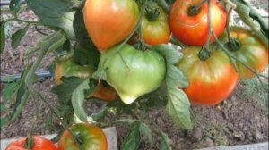 ТОМАТ ШАПКА МОНОМАХА - КРУПНОПЛОДНЫЙ СОРТ УСТОЙЧИВЫЙ ?