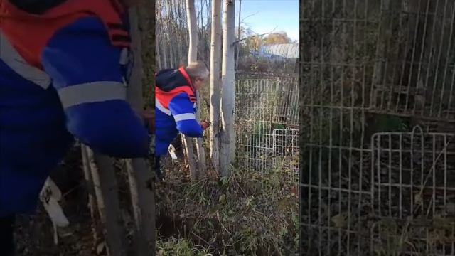 Сабельная пила легко берет и такие деревья.🌲🌳🌳 смотреть онлайн