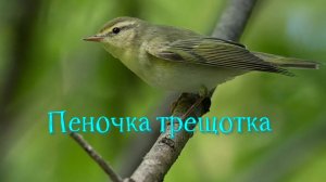 Пеночка трещотка. Как поет? Phylloscopus sibilatrix