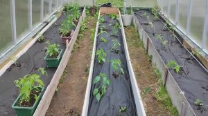 Посадка помидор и перцев под геотекстиль в теплице.