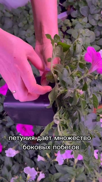 Что делать, если петуния вытянулась? смотреть онлайн