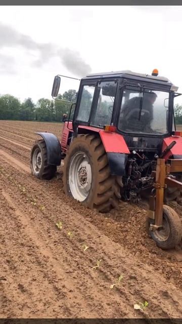 Мтз 80 в полі #мтз #трактор #мтз80 #мтз82 смотреть онлайн