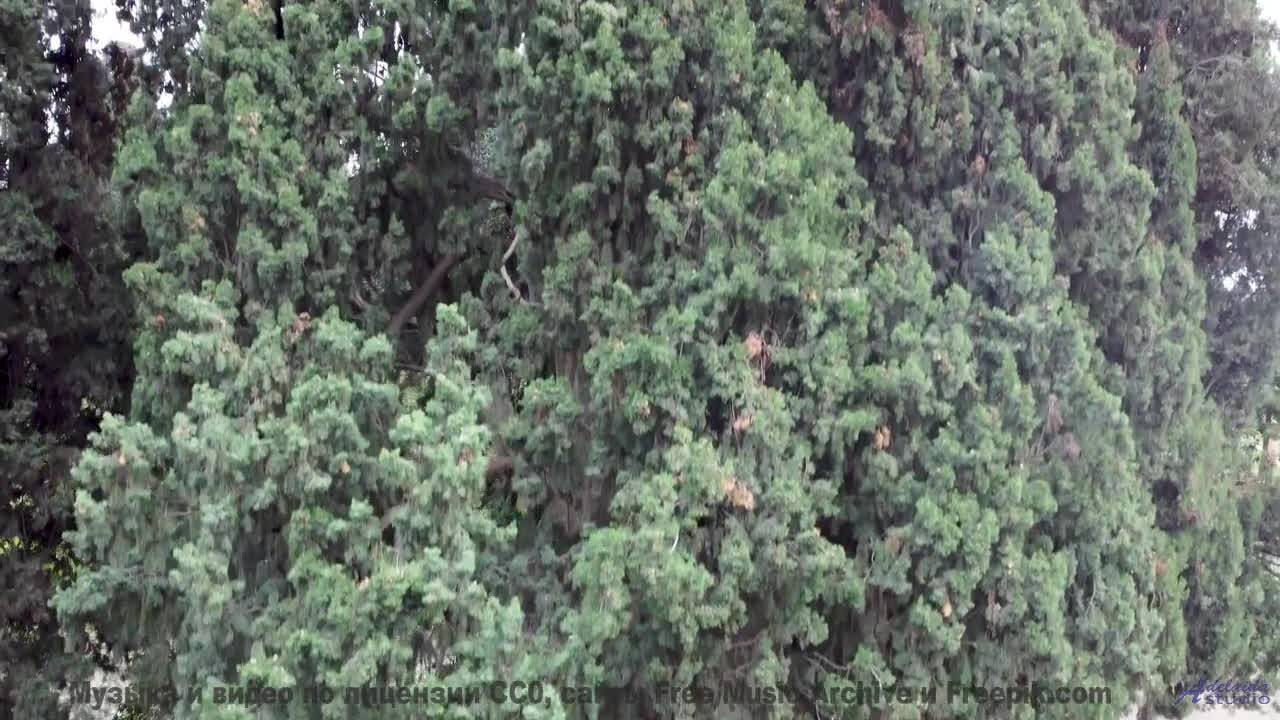 Погружение в природу становится полным благодаря мелодии - Cornershop -- Podington Bear -- Homage Fr