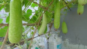 Выращивание тыквы на шпалерах