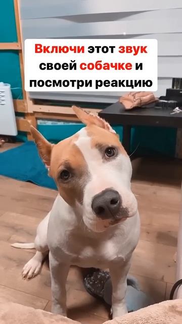 Реакция стаффорда на звук смотреть онлайн