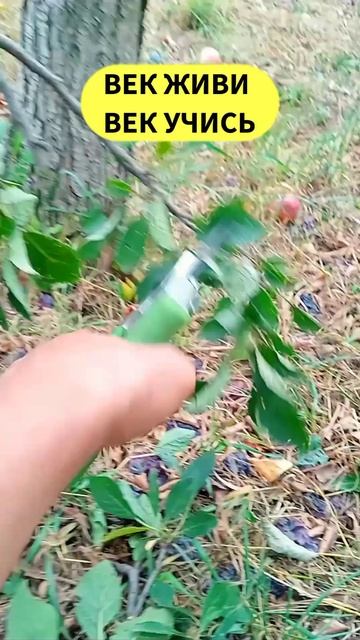 секатор ⚠️ смотреть онлайн