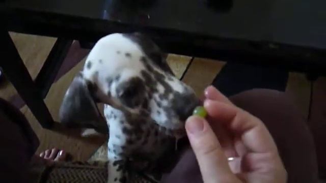 собачка кушает виноград!!))).