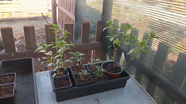 Правильно высаживайте гортензию с листом. Ответ на комментарий. смотреть онлайн