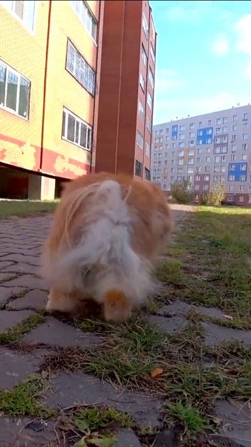 Модный танец Шик-Шик