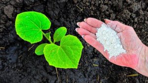 при Посадке Огурцов ОБЯЗАТЕЛЬНО внесите Этот раствор. Огурцы завалят урожаем.