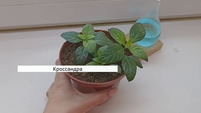 Мои лучшие ЦВЕТЫ в 2024 году 🚀 Советую посадить их всем и каждому смотреть онлайн