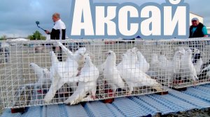 Птичий рынок. Ростов-на-Дону. Аксай. [18.05.2025]