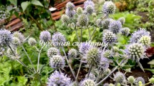 Синеголовник - самый необычный многолетник. Чудесный сад Ирины