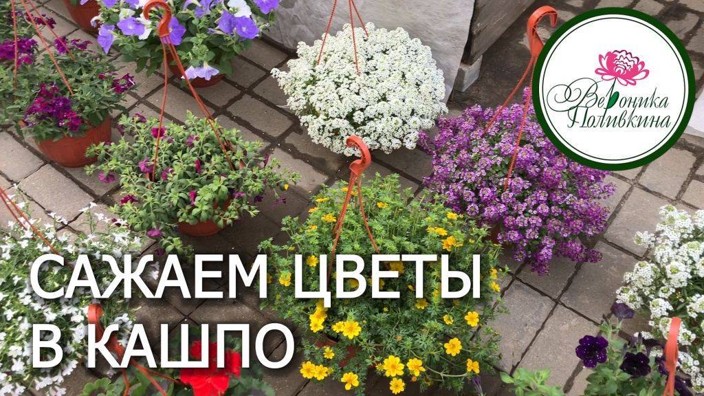 Сажаем цветы в кашпо смотреть онлайн