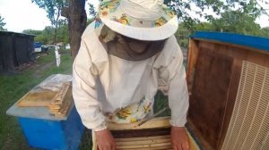 Вывод маток, в лежаке.