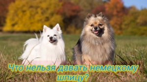 Описание немецкого шпица