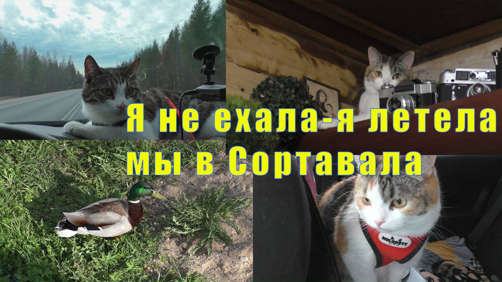 ДОМЧАЛАСЬ ДО СОТРАВАЛА/ САМА В ШОКЕ/ 16 и 17 мая 2025 смотреть онлайн